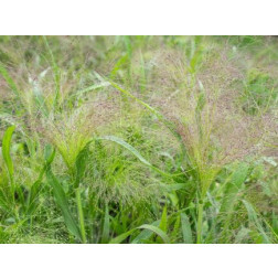 Panicum virgatum - Panic érigé 'Fontaine' - BIODYNAMIQUE