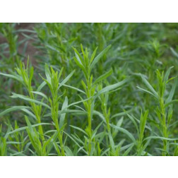 Estragon de Russie - Artemisia dracunculus - BIODYNAMIQUE