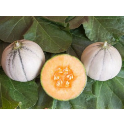 Melon - Murrmel - BIODYNAMIQUE