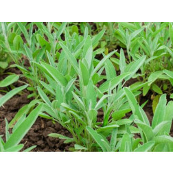 Salvia officinalis - Sauge -BIODYNAMIQUE