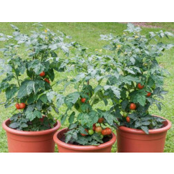 Tomate buissonnante - Bogus Fruchta - BIODYNAMIQUE