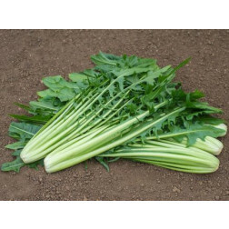 Catalogna - Aurelia - BIO - 50% der remise - germination réduite