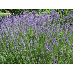 Lavandula officinalis - Lavande - BIODYNAMIQUE