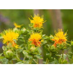 Carthamus tinctorius - Safran des teinturiers - BIODYNAMIQUE - 50% de remise pour cause de germination réduite