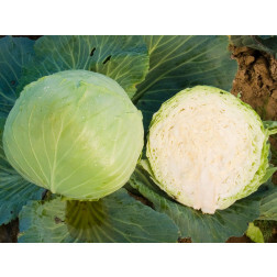 Chou blanc - Donator - BIODYNAMIQUE