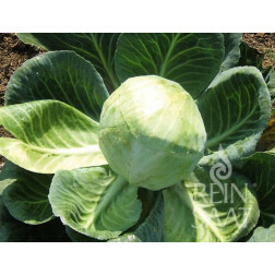 Chou blanc - Dowinda - BIODYNAMISCH - remise de 50% - germination réduite