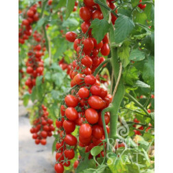 Tomate cerise - MiriMiri - BIODYNAMIQUE