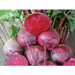 Betterave rouge - Gesche - BIO