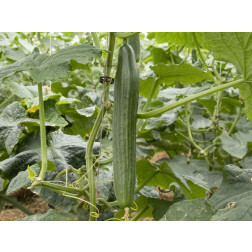 Concombre - Cleopha - BIODYNAMIQUE