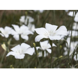 Agrostemma gracilis - Nielle frêle - BIODYNAMIQUE - 50% remise - germination réduite