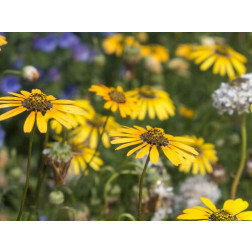 Ursinia calendulifolia - Golden Marigold - BIODYNAMIQUE