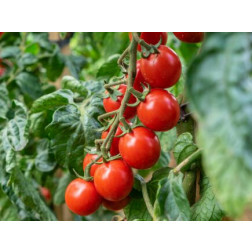 Tomate cerise - Philamina - BIODYNAMIQUE