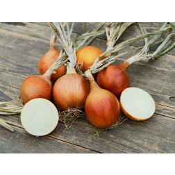 Oignon - Rijnsburger 5/Bingo - BIO - 50% remise - germination réduite