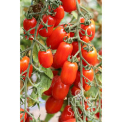 Tomate - Pippa - BIODYNAMIQUE - 50% remise - germination réduite