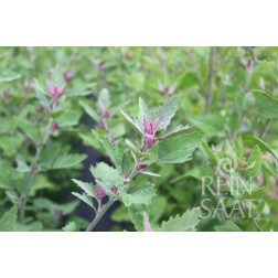 Chénopode couleur d’amarante - Chenopodium giganteum - BIODYNAMIQUE - 50% de remise - germination réduite
