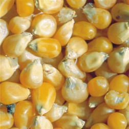 Maïs à grains - Pop Corn 'Cinema' - BIO - Remise de 50% pour cause de germination réduite