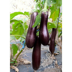 Aubergine - Violette Lunga 3 - BIO - 50% de remise - germination réduite