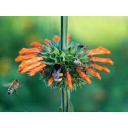 Leonotis nepetifolia - Leeuwenoor - BIODYNAMISCH