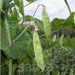 Pois mangetout - Géant Suisse - BIODYNAMIQUE