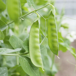 Pois mangetout / gourmands - Sweet Horizon - BIO