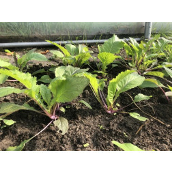 Salade Asia - Pink Lettucy - BIO