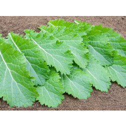 Salade Asia - Green in Snow - BIODYNAMIQUE
