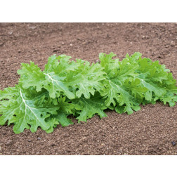 Salade Asia - Wasabino - BIODYNAMIQUE