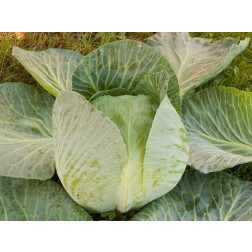 Chou blanc - Marwei - BIODYNAMIQUE