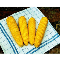 Maïs sucré - True Sweet Gold - BIO - 50% de remise - germination réduite