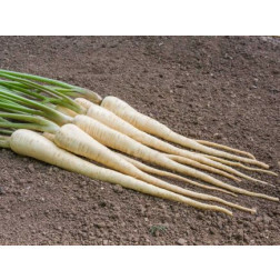 Panais - White Gem - BIODYNAMIQUE - 50% de remise - germination réduite