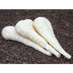 Panais - Schleswiger Schnee - BIO