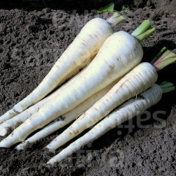 Panais - Schleswiger Schnee - BIO - 50% remise - germination réduite