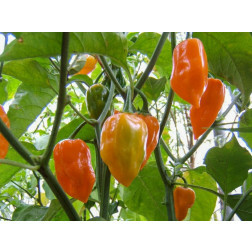 Piment - Habanero Orange - BIODYNAMIQUE