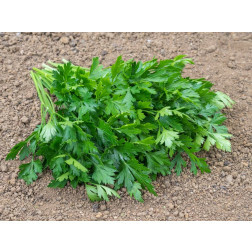 Persil - Gigante d'Italia - BIODYNAMIQUE
