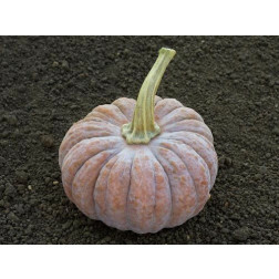 Courge - Futsu Black - BIO