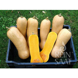 Courge - Butternut Waltham - BIO - 50% de remise - germination réduite