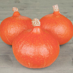 Courge - Uchiki Kuri - BIO