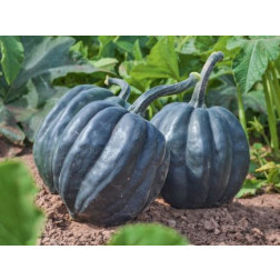 Courge -  Table Queen - BIODYNAMIQUE