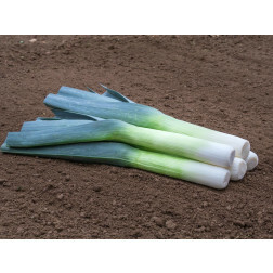 Poireau d'automne - Sevino - BIODYNAMIQUE - 50% de remise - germination réduite