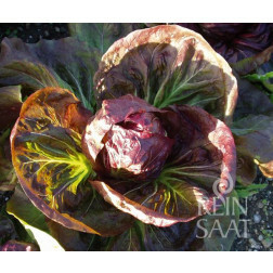 Radicchio - Palla Rossa 3 - BIO