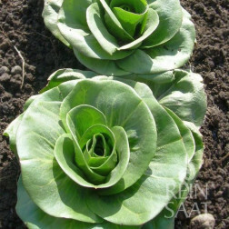 Chicorée - Grumolo verde - BIO