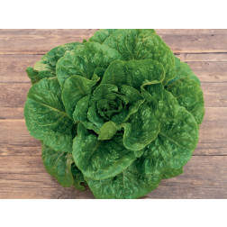 Laitue romaine - Valmaine - BIODYNAMIQUE - 50% de remise - germination réduite