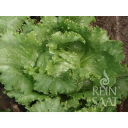 Laitue Iceberg - Great Lakes 118 - BIODYNAMIQUE