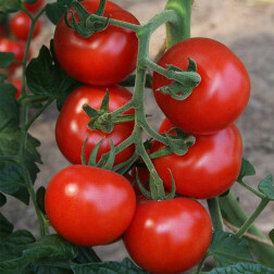 Tomate - Bolstar Granda - BIO