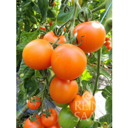 Tomate - Auriga - BIODYNAMIQUE