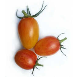 Tomate - Blush - BIO