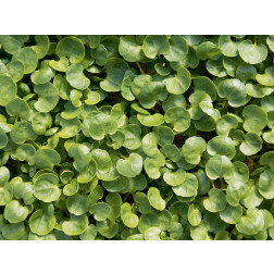 Nasturtium officinale - Cresson de fontaine - BIO