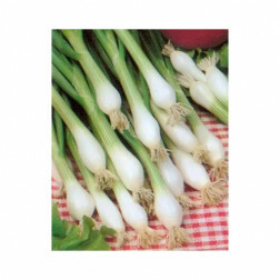 Oignon - Blanc de Lisbonne - BIO