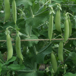 Sugar snap - Nairobi - BIO