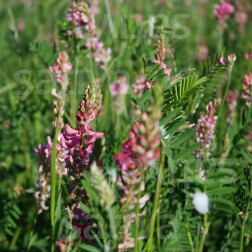 Sainfoin 25g - BIO